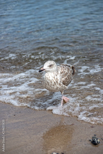 Fototapeta Little seagull is running through the water of the Baltic Sea