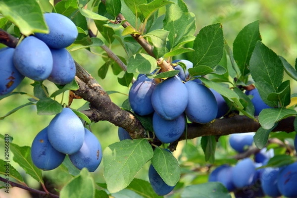 Fototapeta Zwetschgen