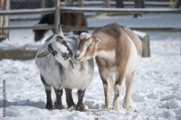 Obraz Two Young Goats in Winter