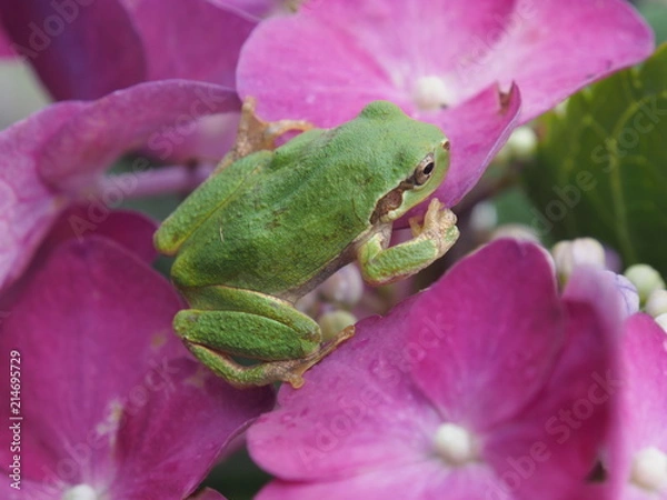 Fototapeta アジサイとカエル