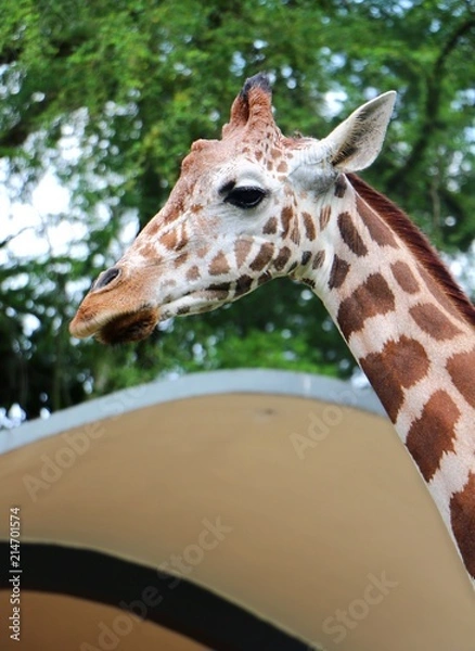 Fototapeta Żyrafa (Giraffa) głowa i twarz blisko