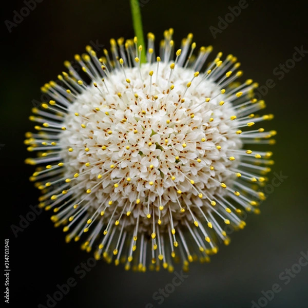 Obraz Buttonbush flowering plant