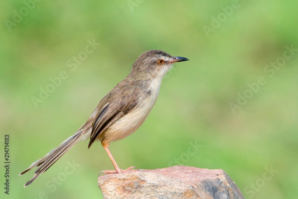 Obraz Plain Prinia or White-browed Prinia with blur green background