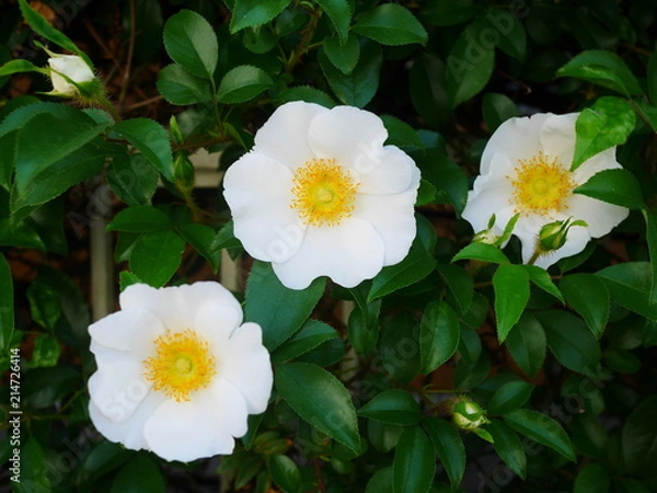 Fototapeta ナニワイバラ