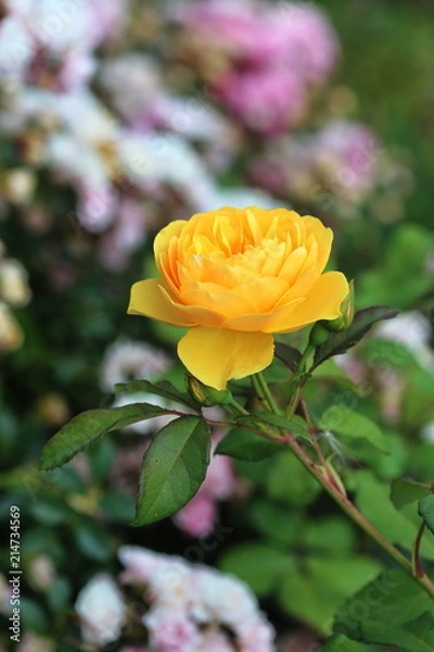 Fototapeta Rose gelb