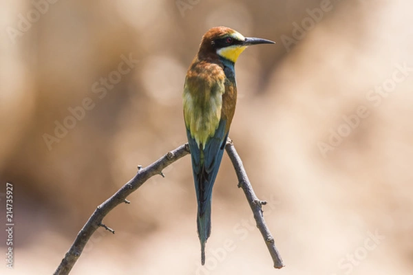 Fototapeta Bienenfresser (Merops apiaster)