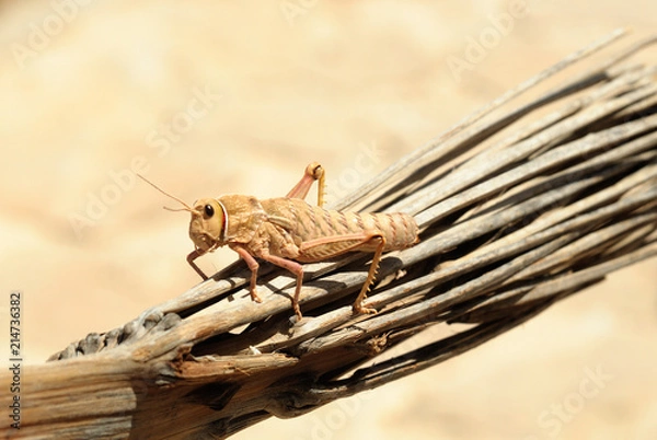 Obraz large locust at desert
