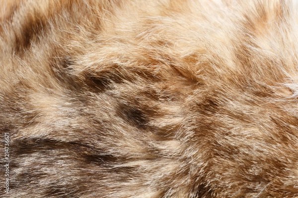 Fototapeta Gros plan sur la fourrure d'un chat tigré