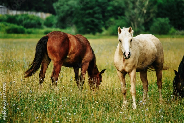 Fototapeta Horses in a field, landscape