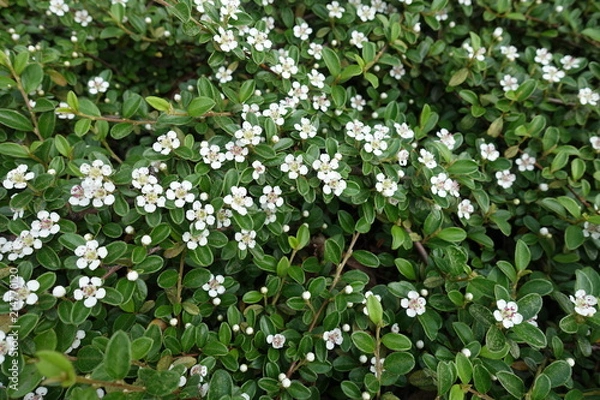 Fototapeta Branches of Cotoneaster horizontalis covered with small white flowers