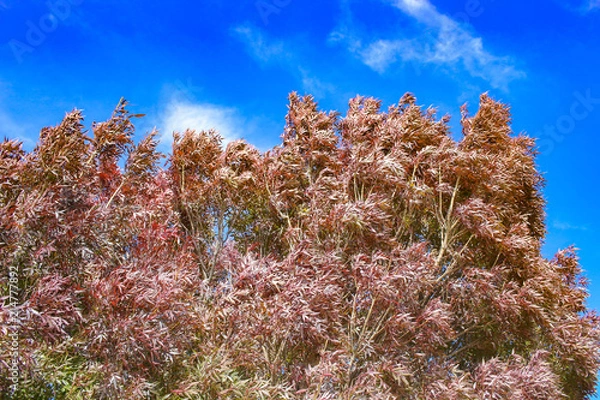 Fototapeta 秋の風景
