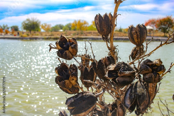 Fototapeta 冬の枯れ木