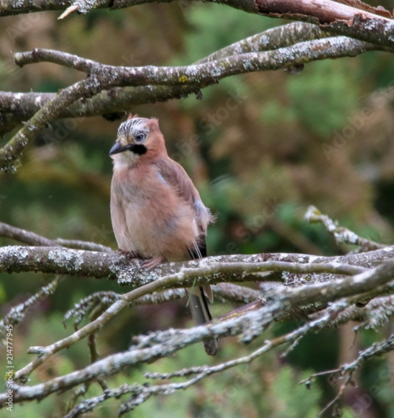 Fototapeta A young Jay keeping watch 