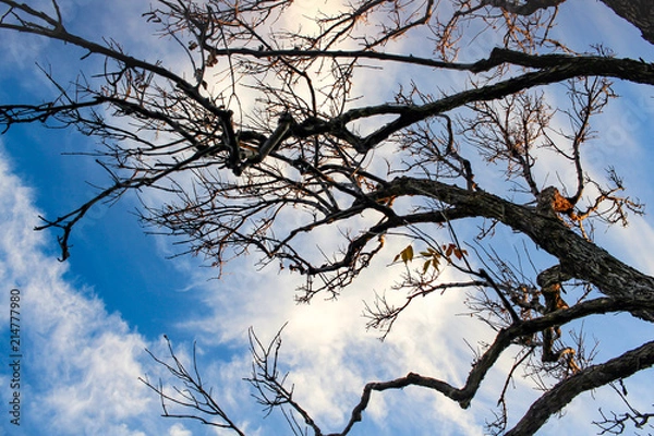 Fototapeta 冬の空