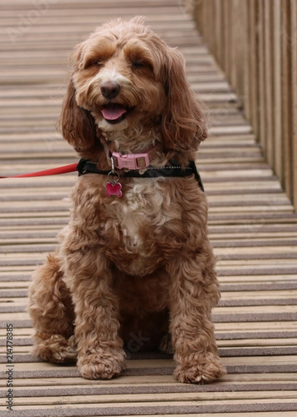 Fototapeta Pippa smiling 