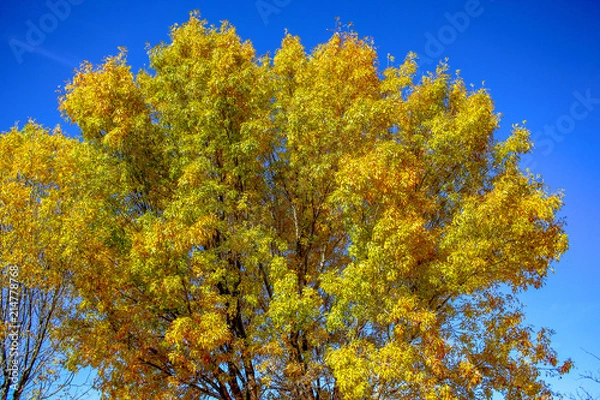 Fototapeta 秋の風景