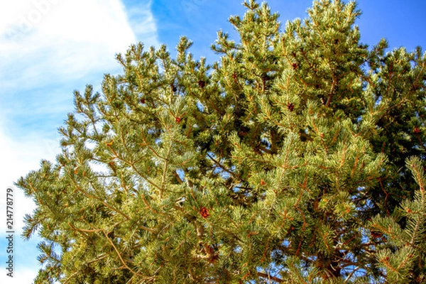 Fototapeta まつぼっくり