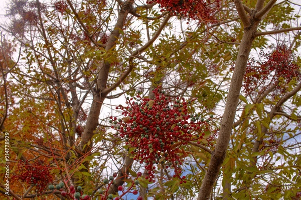 Fototapeta クリスマスの実