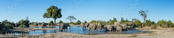 Fototapeta Kolorowy, panoramiczny obraz stada słoni Loxodonta africana, kąpiących się i pijących przy kurczącym się wodopoju w Savute w Botswanie.