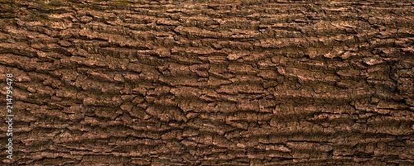 Fototapeta Embossed texture of the bark of oak. Panoramic photo of the oak texture.