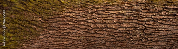 Fototapeta Embossed texture of the bark of oak. Panoramic photo of the oak texture.