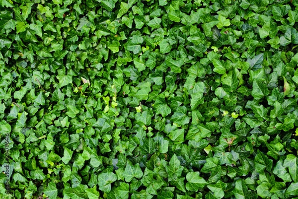 Obraz Ivy texture background
