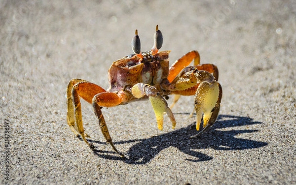 Obraz Sand Crab