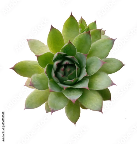 Obraz Echeveria, realistic vector illustration, succulent plant, top view.