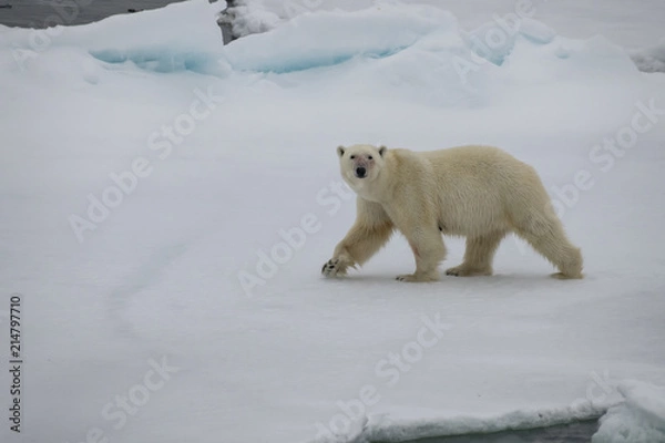 Fototapeta Polar bear walking in an arctic.