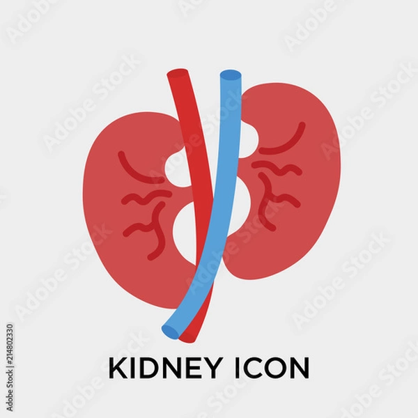 Fototapeta Kidney icon vector sign and symbol isolated on white background, Kidney logo concept