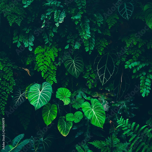 Obraz Tropical leaves texture,Abstract nature leaf green texture background.vintage dark tone,picture can used wallpaper desktop.