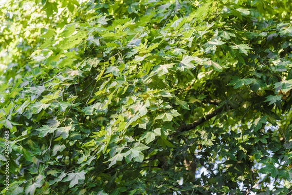 Fototapeta birch tree foliage in morning light with sunlight.