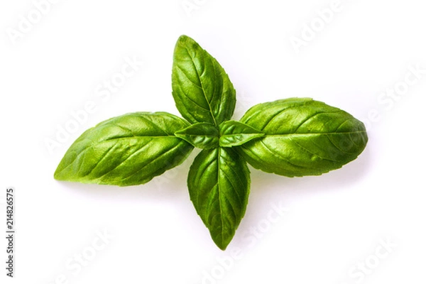 Fototapeta Close up studio shot of fresh green basil herb leaves isolated on white background. Sweet Genovese basil