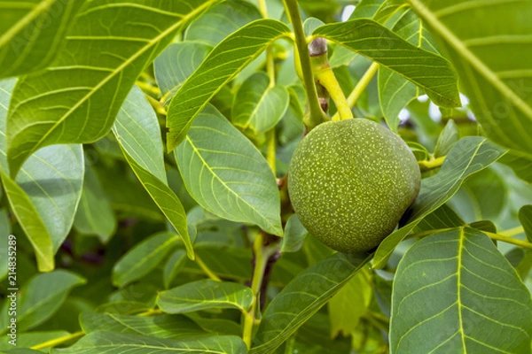 Fototapeta huge, green, varietal walnuts on a tree on a background of leaves