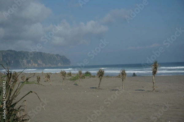 Fototapeta Row Tree at Beach