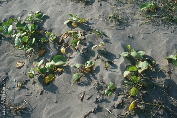 Obraz Leaf And Sand Texture