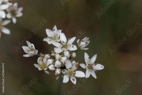 Fototapeta Flowers of Fragrant-flowered Garlic (Allium ramosum)