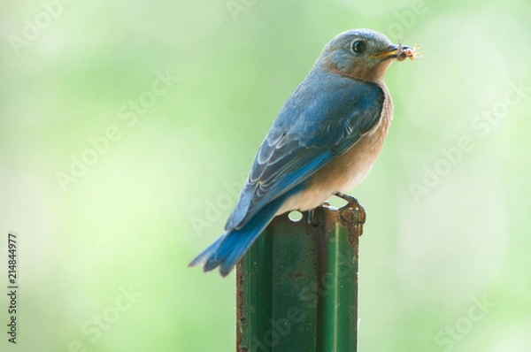 Obraz Bluebird on fencepost