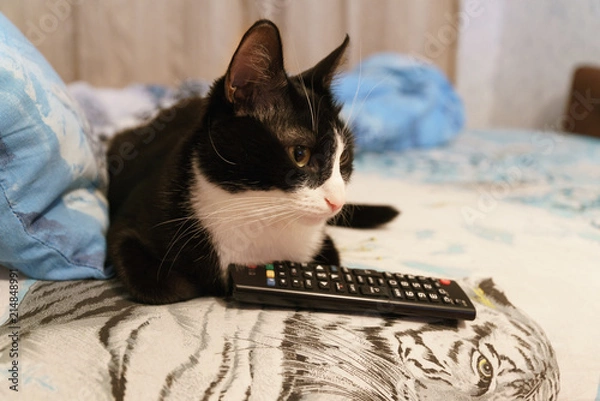 Fototapeta funny cat