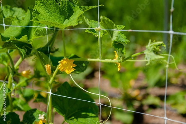 Obraz Trellis grid with cucumber blossoms.