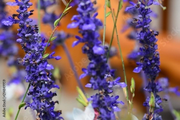 Obraz Purple spring blossoms