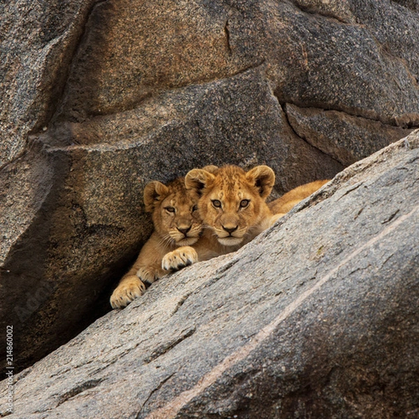 Fototapeta Lion Cubs