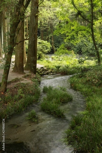 Fototapeta 湧水が豊富な阿蘇の池上水源