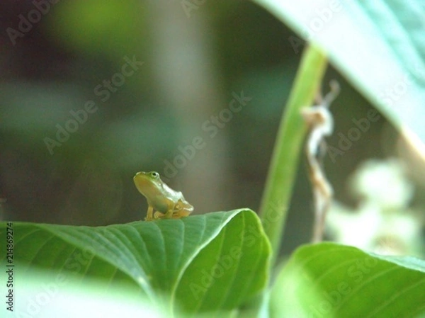 Fototapeta 葉の上で休むカエル