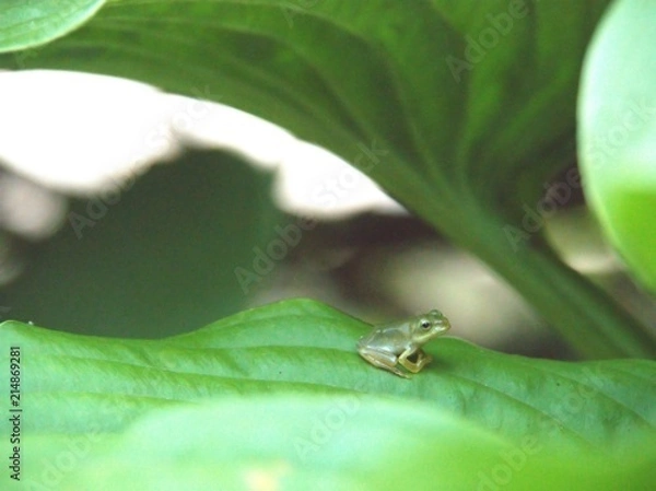 Fototapeta 葉の上で休むカエル
