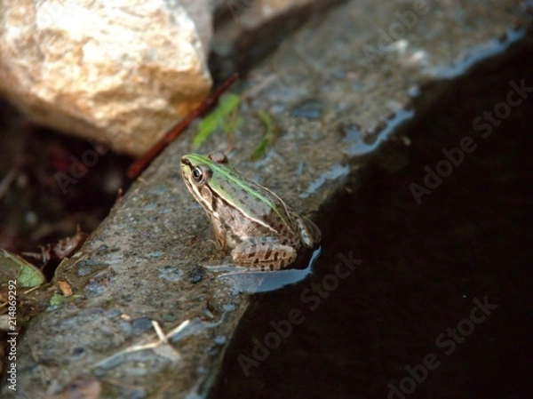 Fototapeta 陸で休むカエル