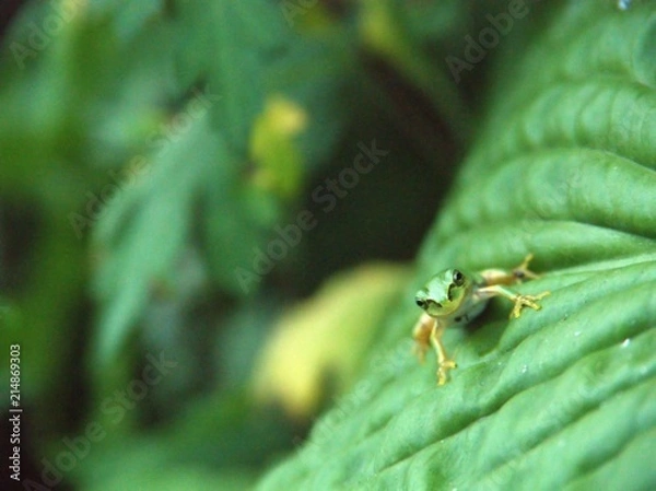 Fototapeta 葉の上で休むカエル