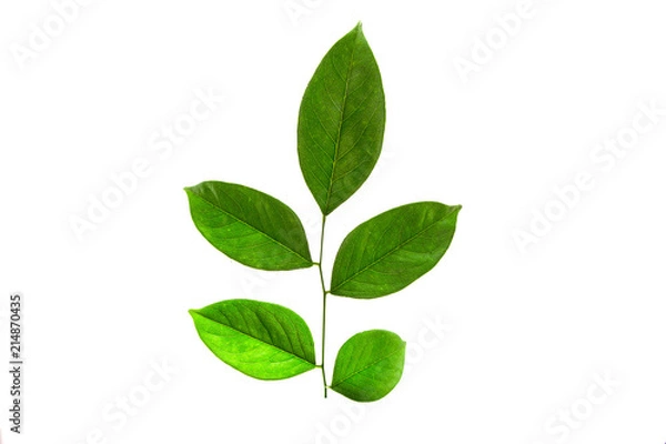 Fototapeta green leaf. Isolated on white background