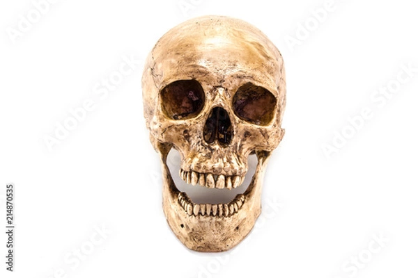 Obraz skull