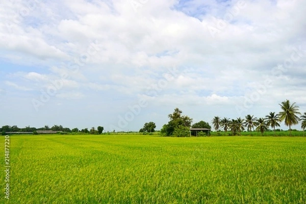 Obraz Green cornfield with blue sky and clouds in the morning at Thailand, Idea agriculture, Space for text in template, Travel and Ecological concept
